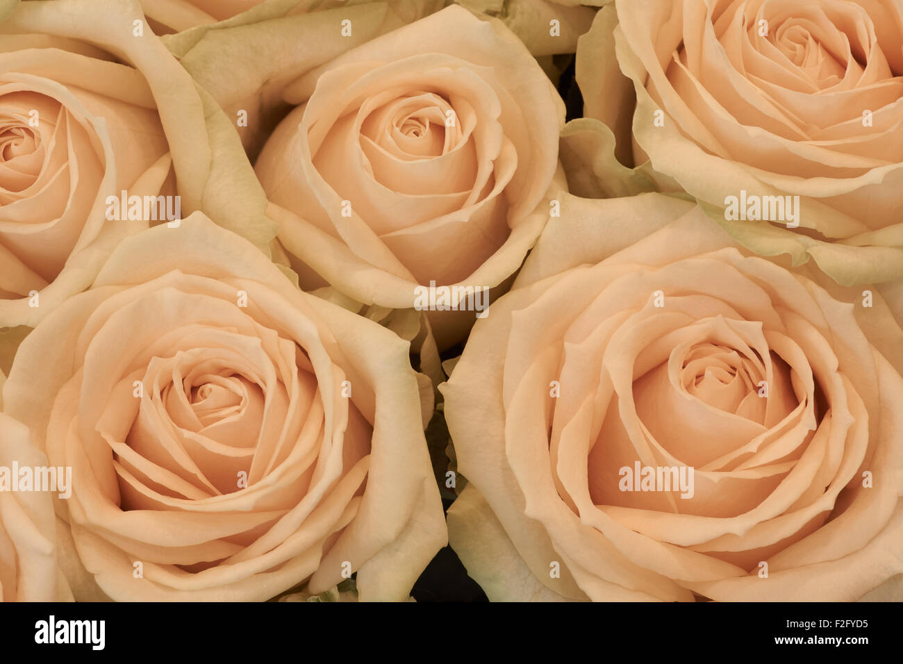 Un plan macro de roses crème beige avec frontières rose Banque D'Images