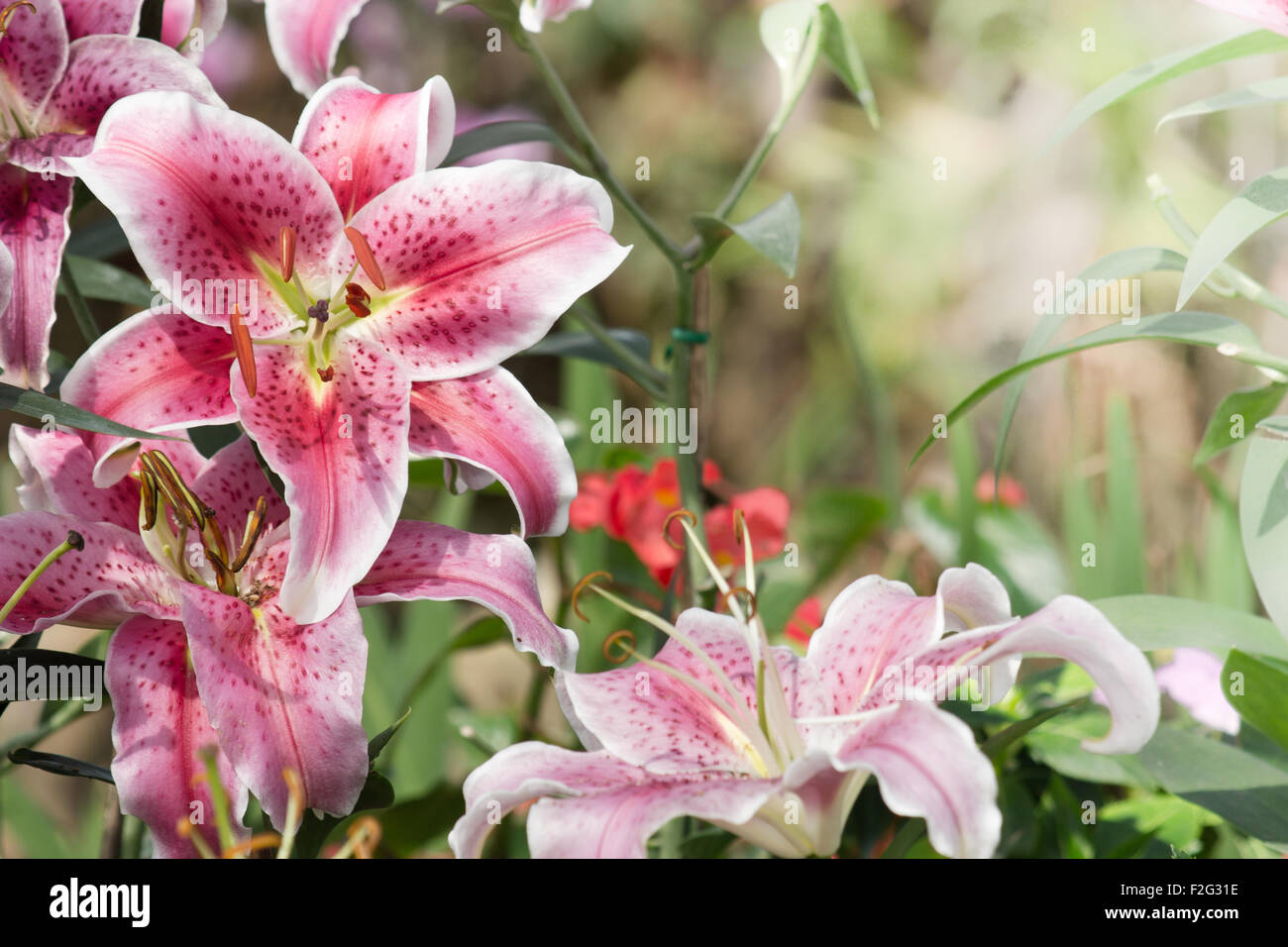 Belle orchidée pourpre dans jardin - phalaenopsis Banque D'Images
