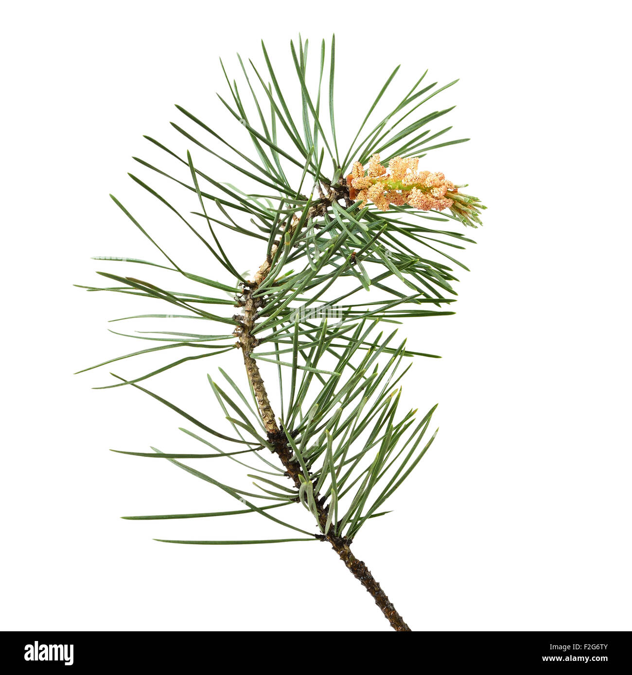 Pinus sylvestris branch isolé sur fond blanc Banque D'Images