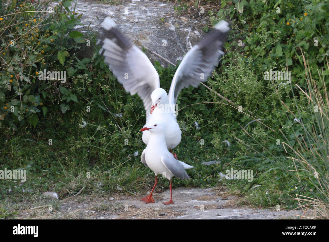 Pendant le printemps des centaines de mouettes construisent des nids le long des falaises sur l'île de cacatoès à Sydney, Australie. Banque D'Images