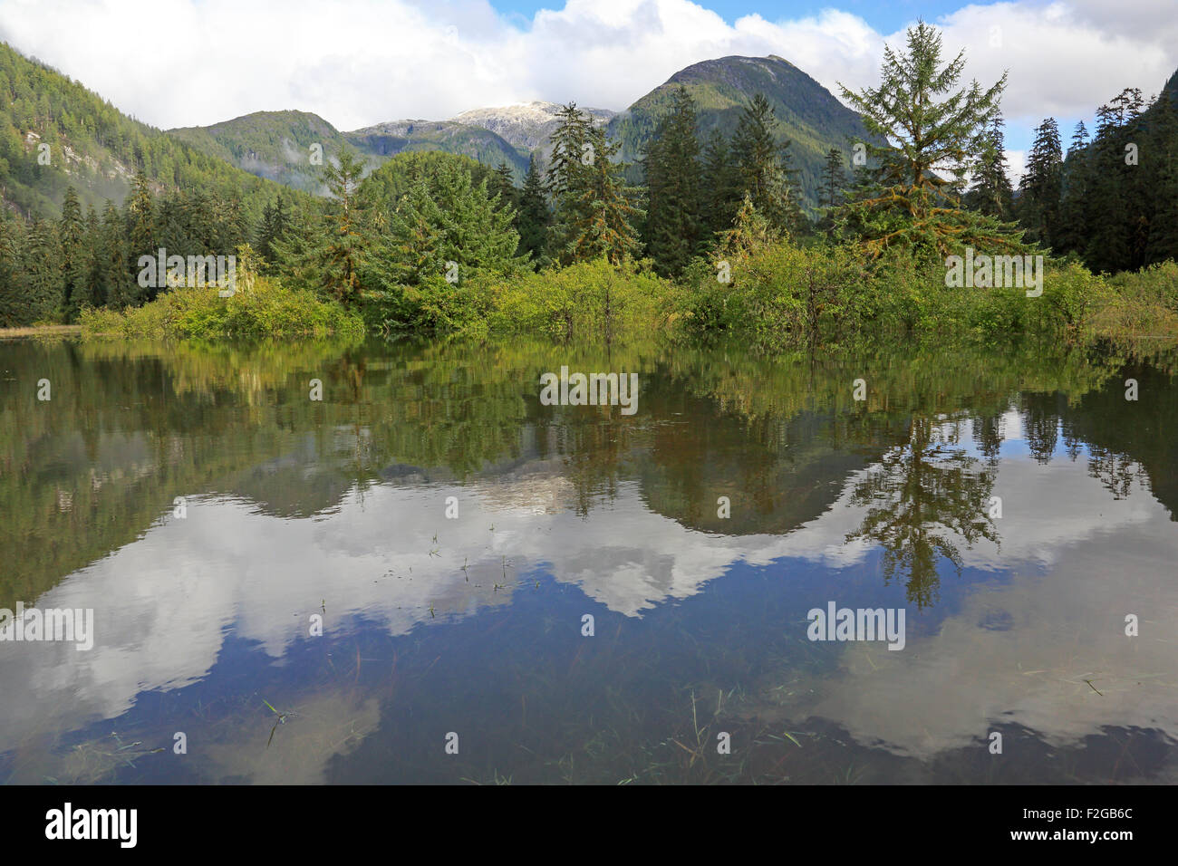 Vue de la forêt du Grand Ours d'une réflexion au Khutze Inlet British Columbia Canada Banque D'Images