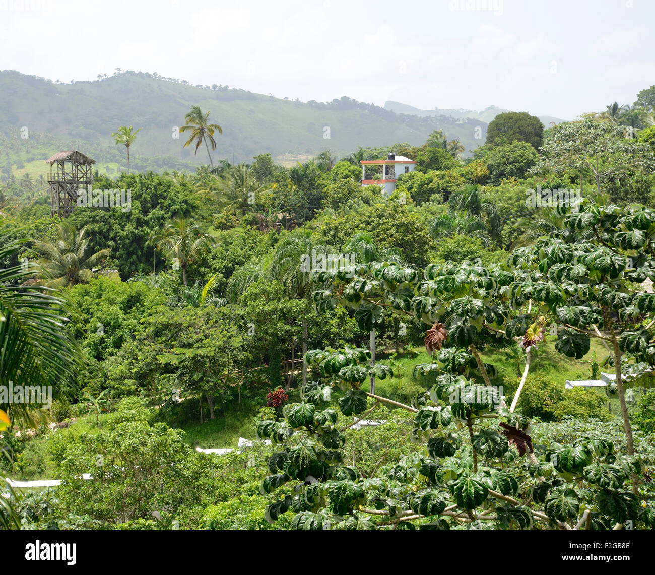 Vue sur la végétation luxuriante et plam arbres poussant dans les montagnes en République Dominicaine Banque D'Images