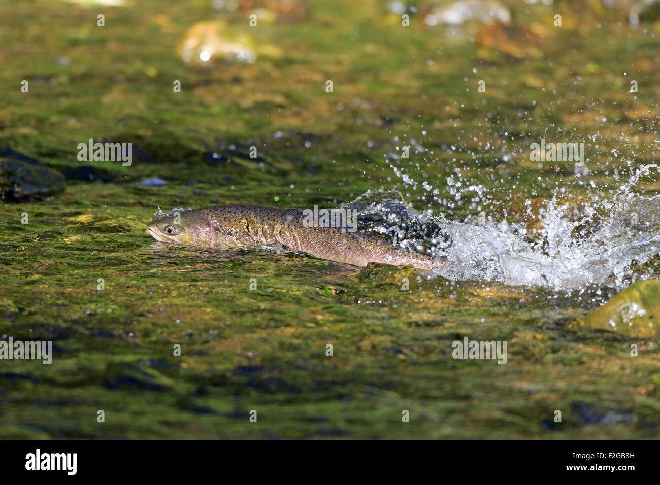 La natation dans les eaux peu profondes du saumon en Colombie-Britannique Canada Banque D'Images