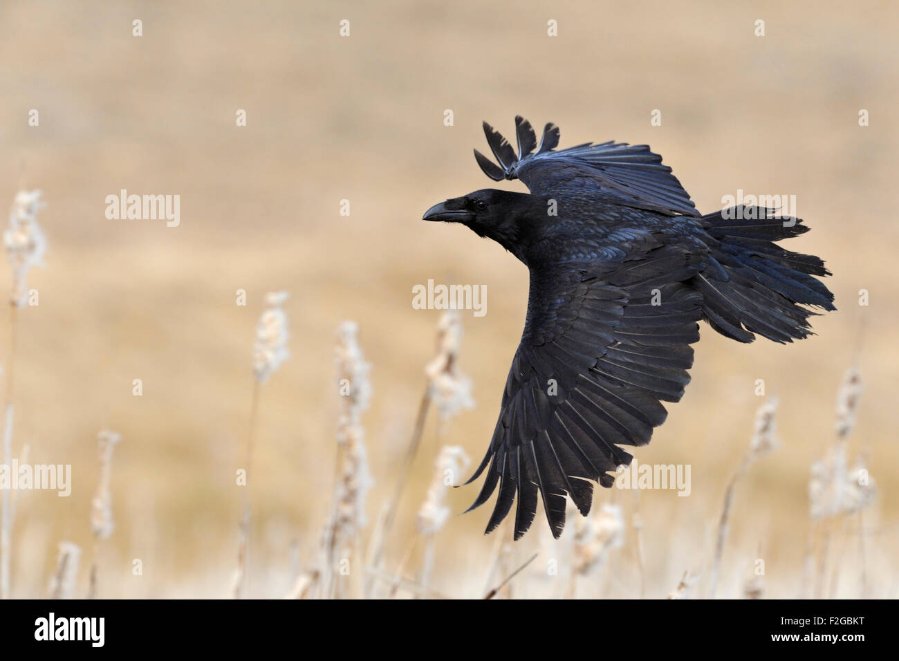 Grand Corbeau Corvus corax / Kolkrabe ( ) en vol, vol au dessus d'un marais avec une belle couleur crème reed. Banque D'Images