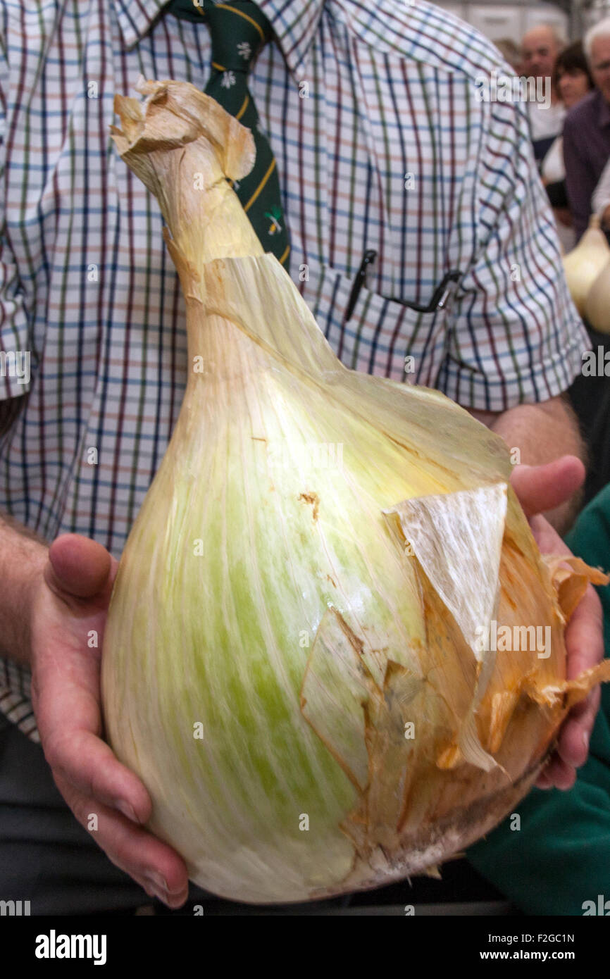 Harrogate, Yorkshire, UK. 18 sept., 2015. Champion du géant à l'oignon d'automne annuel Harrogate Flower Show, attractions : le concours de légumes géants, et se classe au top des trois événements de jardinage. Banque D'Images