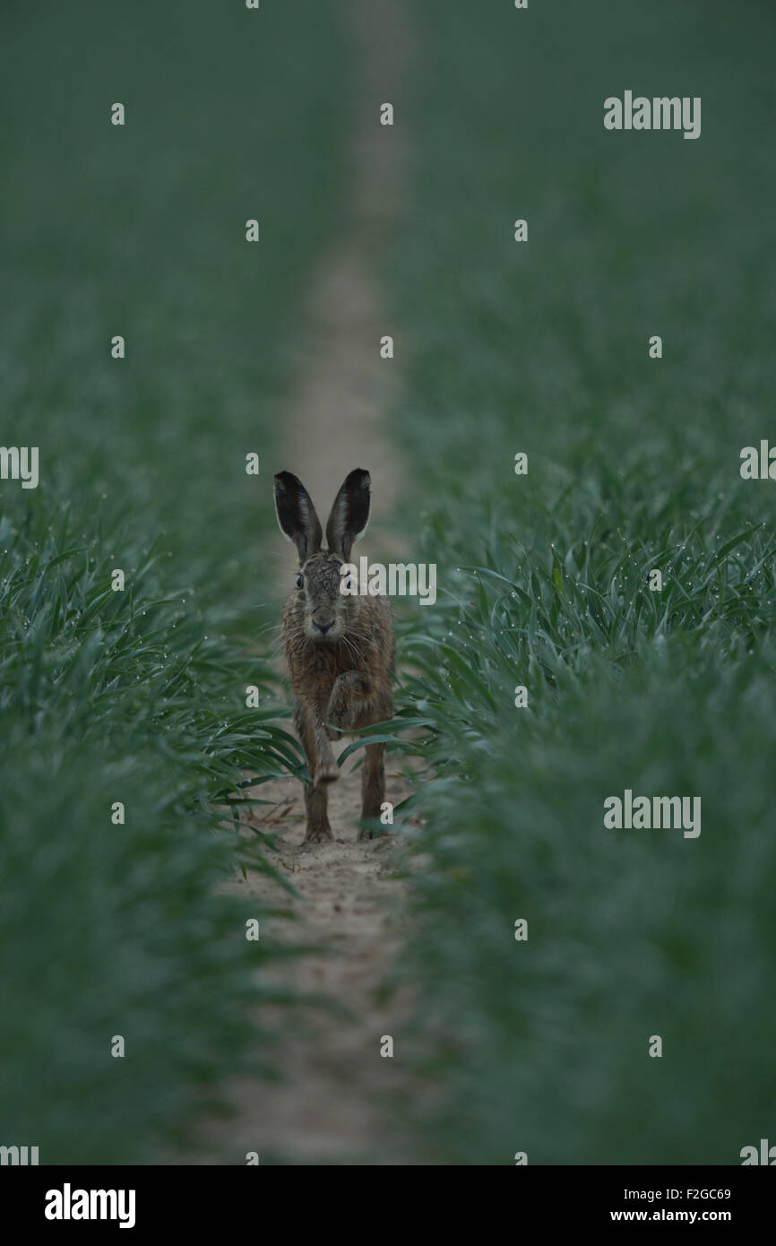 Lièvre brun / lièvre européen / Feldhase (Lepus europaeus ) se rapprocher (frontal) lors de l'exécution par l'intermédiaire d'un champ vert, à l'aube. Banque D'Images
