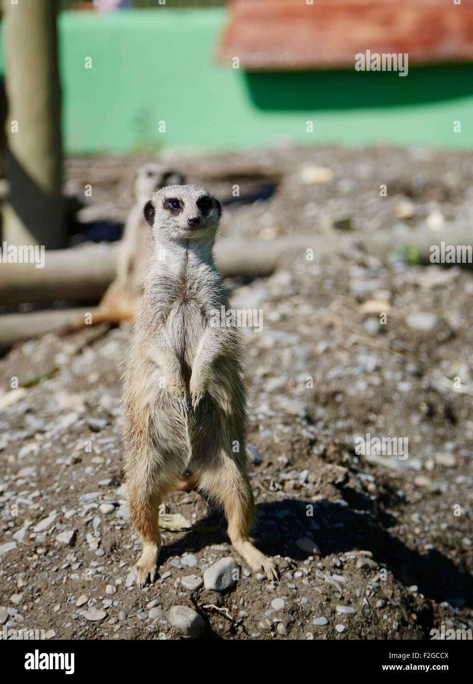 Le dirigeant d'une meerkat debout à l'affût Banque D'Images