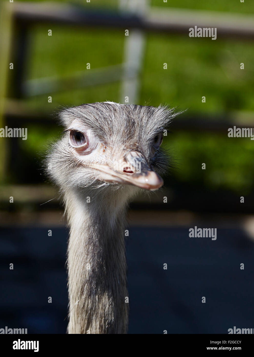 Les morts et le cou d'un oiseau d'Amérique du Sud Banque D'Images