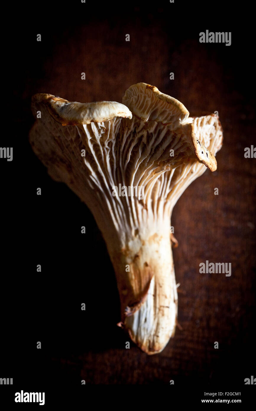 Pleurote close-up sur bois foncé Banque D'Images