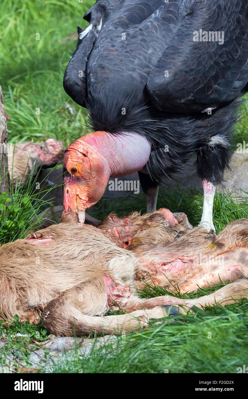Condor de Californie se nourrissant de carcasse de veau Banque D'Images