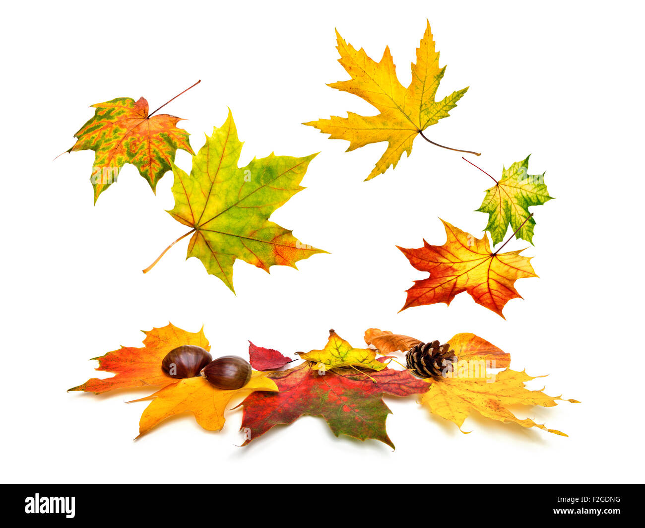 Feuilles d'érable aux couleurs automnales magnifiques tomber, studio isolé sur fond blanc Banque D'Images