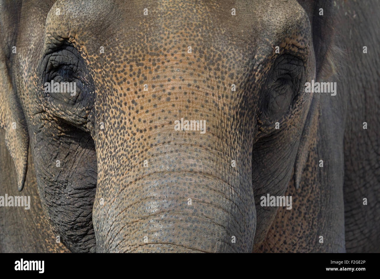 Gros plan de l'éléphant d'Asie Face Portrait fond Abtract Banque D'Images