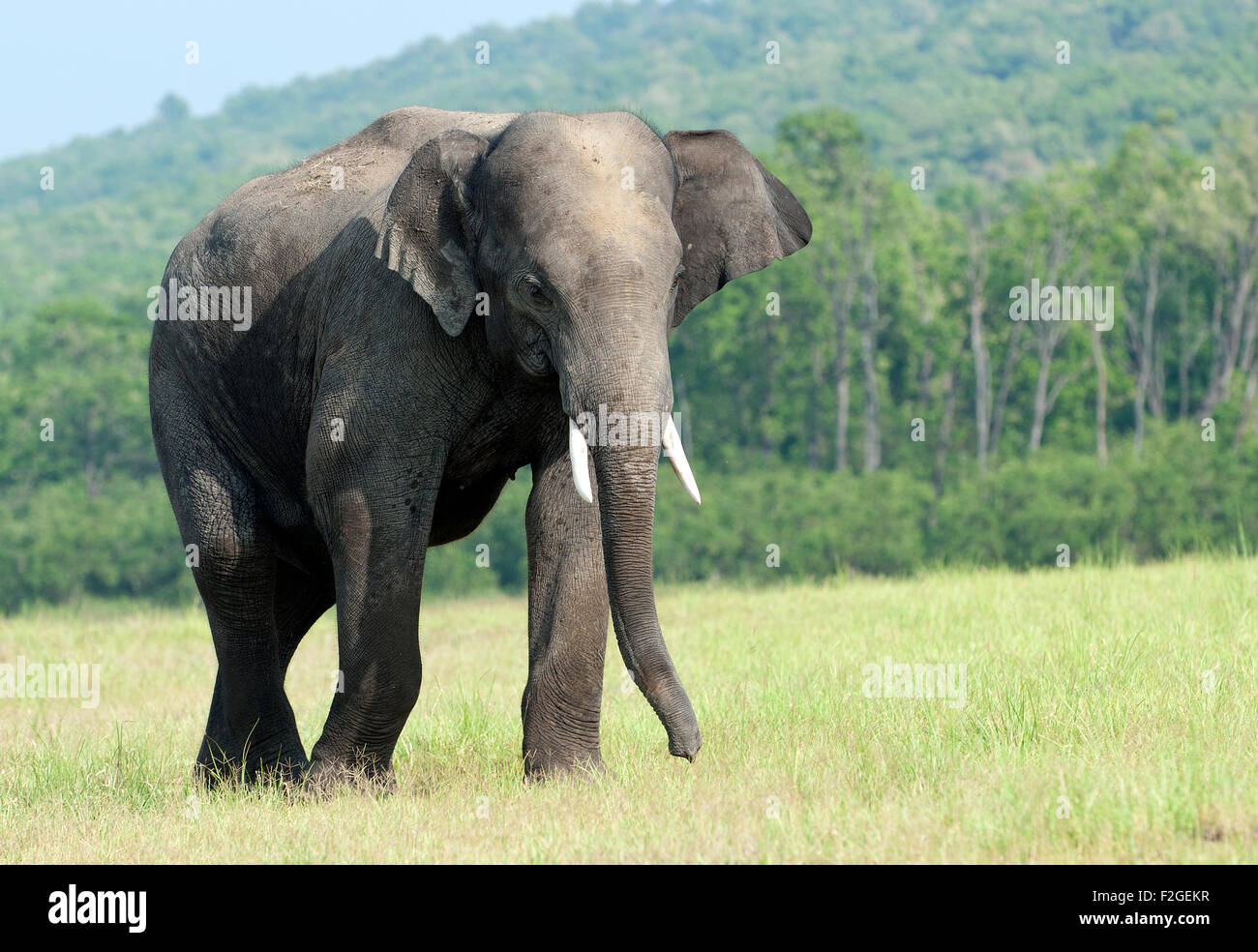 L'image de l'éléphant d'Asie (Elephas maximus) a été tourné en parc national de Corbett - Inde Banque D'Images