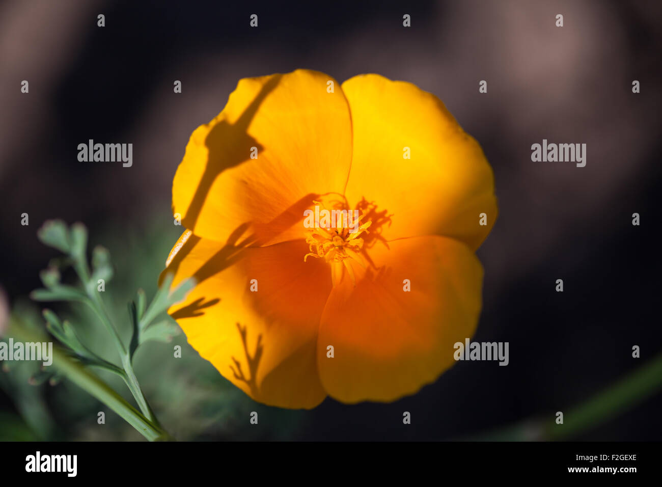 Floraison jaune culture des fleurs dans le jardin Banque D'Images
