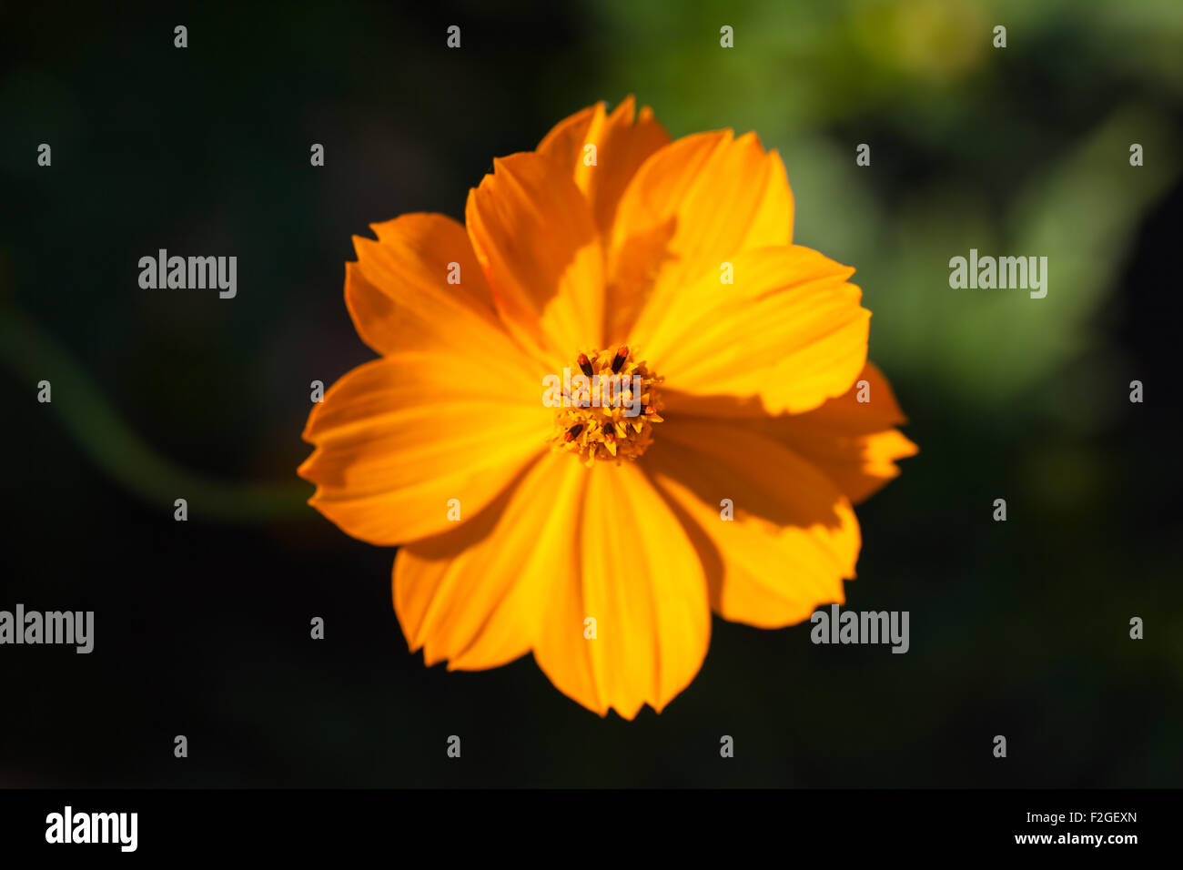 Floraison jaune culture des fleurs dans le jardin Banque D'Images