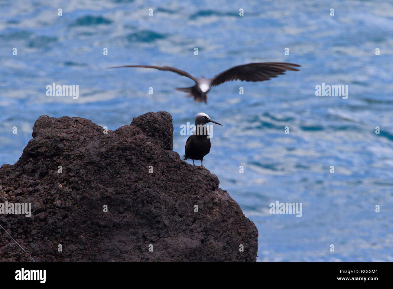 Noddi noir (Anous minutus) perché sur les piles de la mer près de la plage de sable noir à Waianapanapa State Park, Maui, Hawaii en août Banque D'Images
