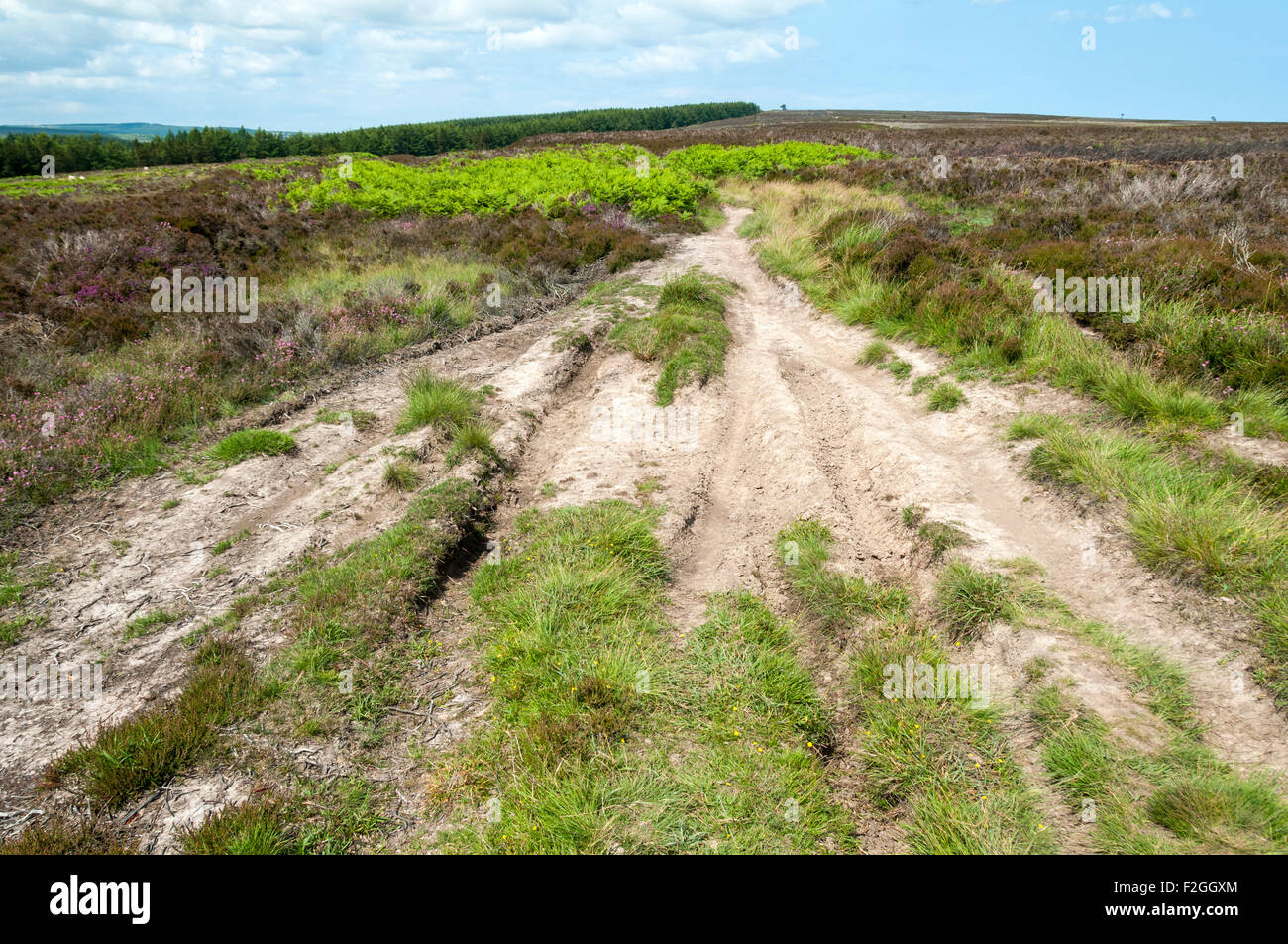 Les dommages causés par les véhicules hors route, Robin Hood's Bay Road (chemin), Fylingdales Moor, North Yorkshire Moors, Yorkshire, Angleterre, Royaume-Uni Banque D'Images