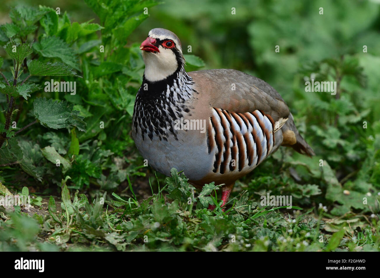 Red-legged partridge UK Banque D'Images