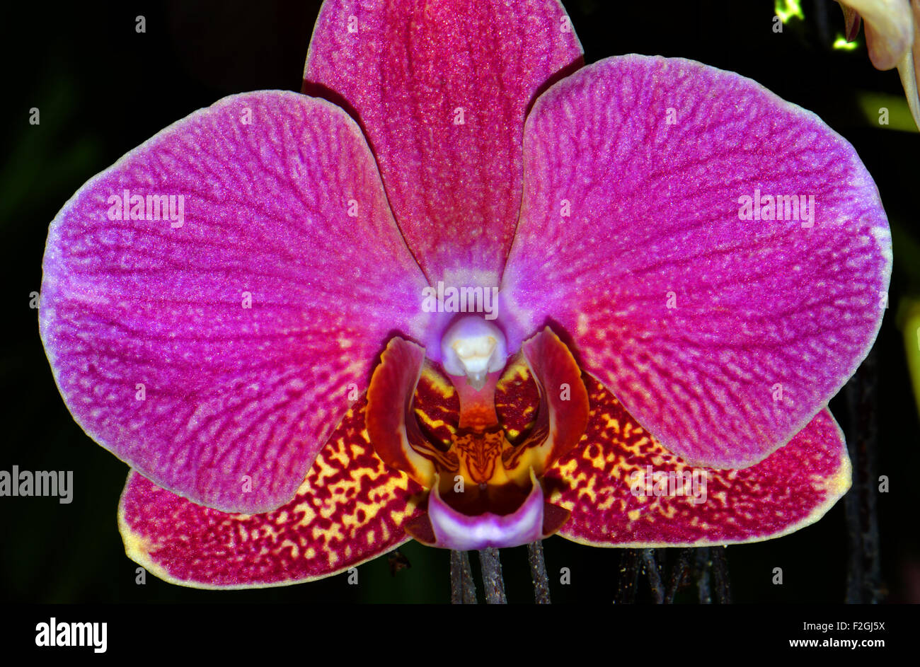 Phalaenopsis orchidée fleur bijou rouge Banque D'Images