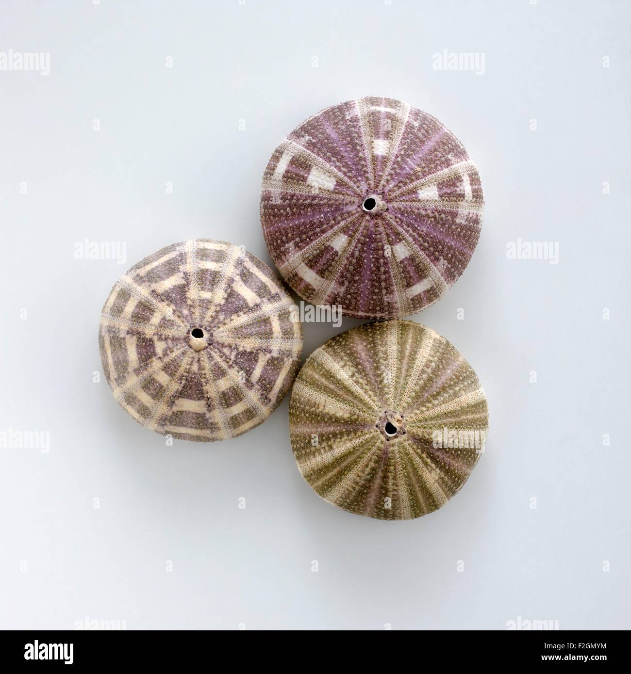 Coquilles d'oursin Banque de photographies et d’images à haute — free download