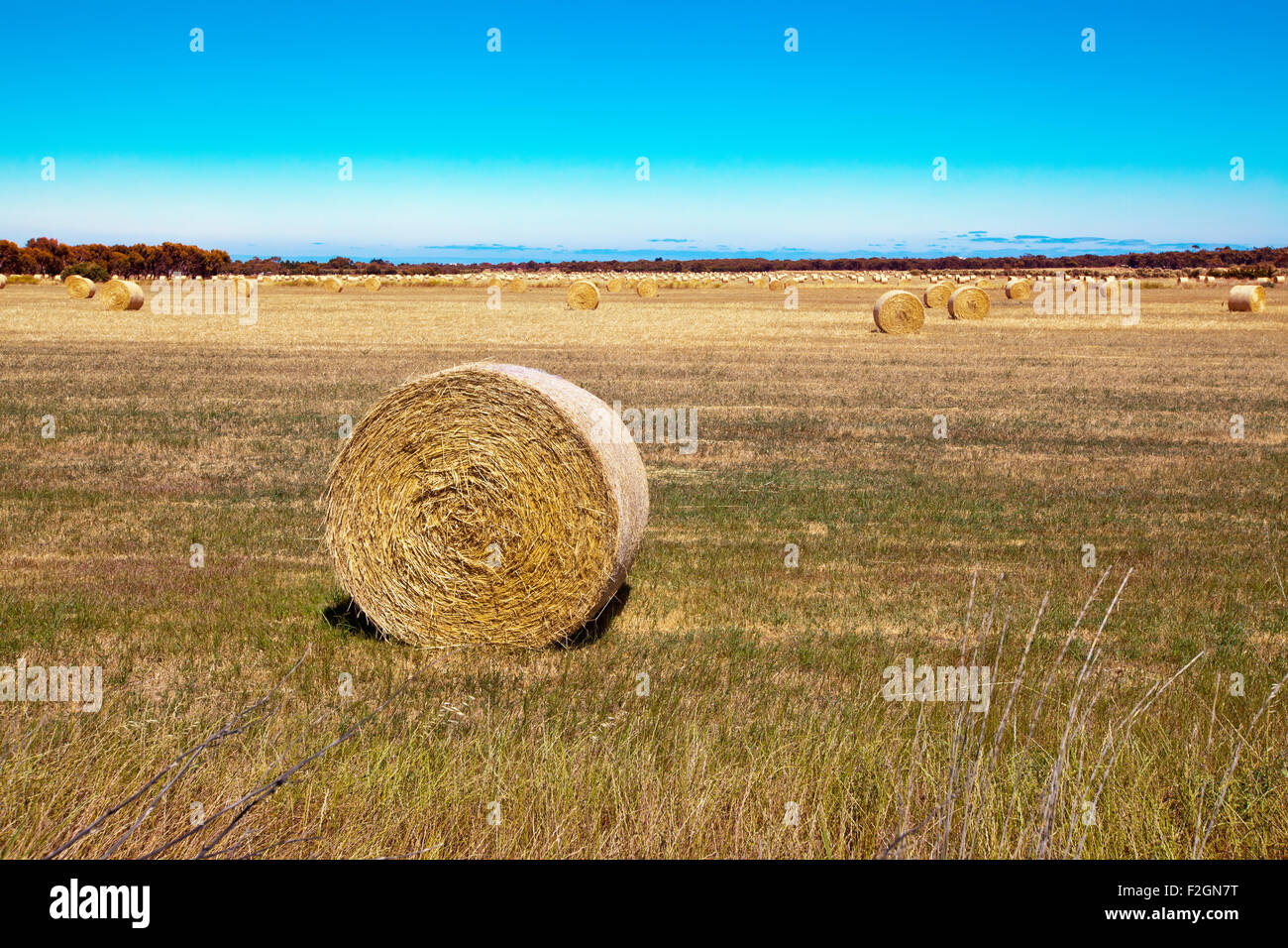 Round hay bails s'asseoir dans le champ après la récolte Banque D'Images