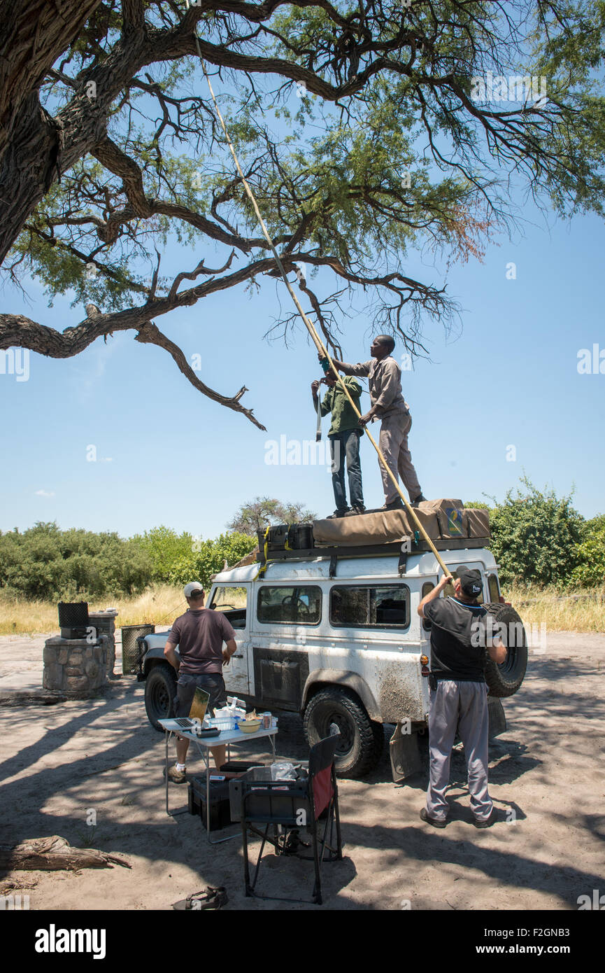 Hommes debout sur le dessus de Land Rover et d'atteindre en arbre dans le Botswana, l'Afrique Banque D'Images