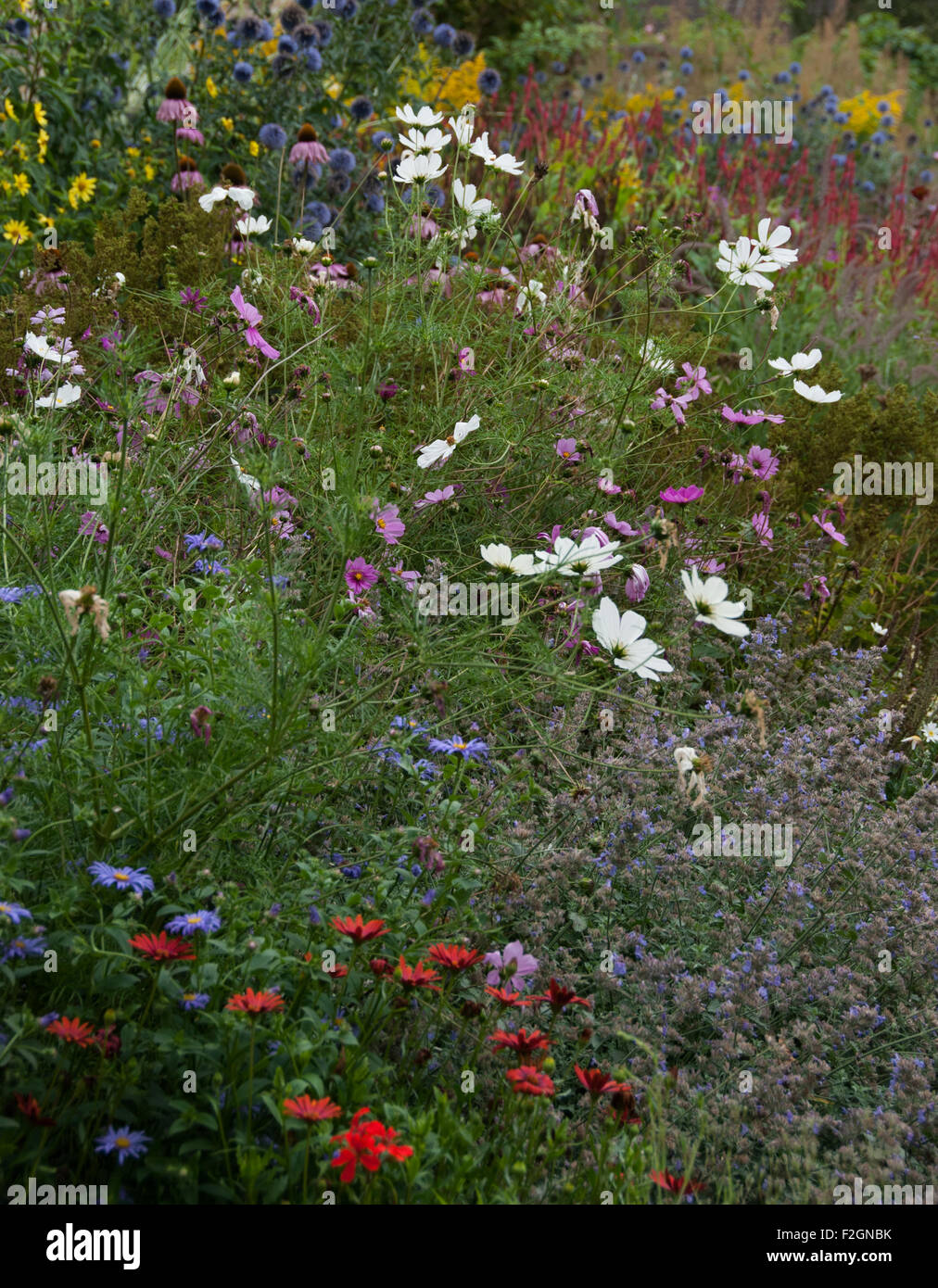 Fleurs de Printemps/été Banque D'Images