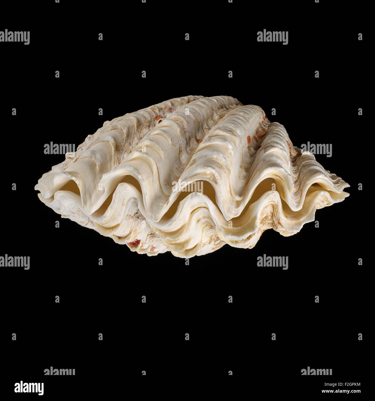 Clam shell giant Banque de photographies et d images a haute resolution Alamy