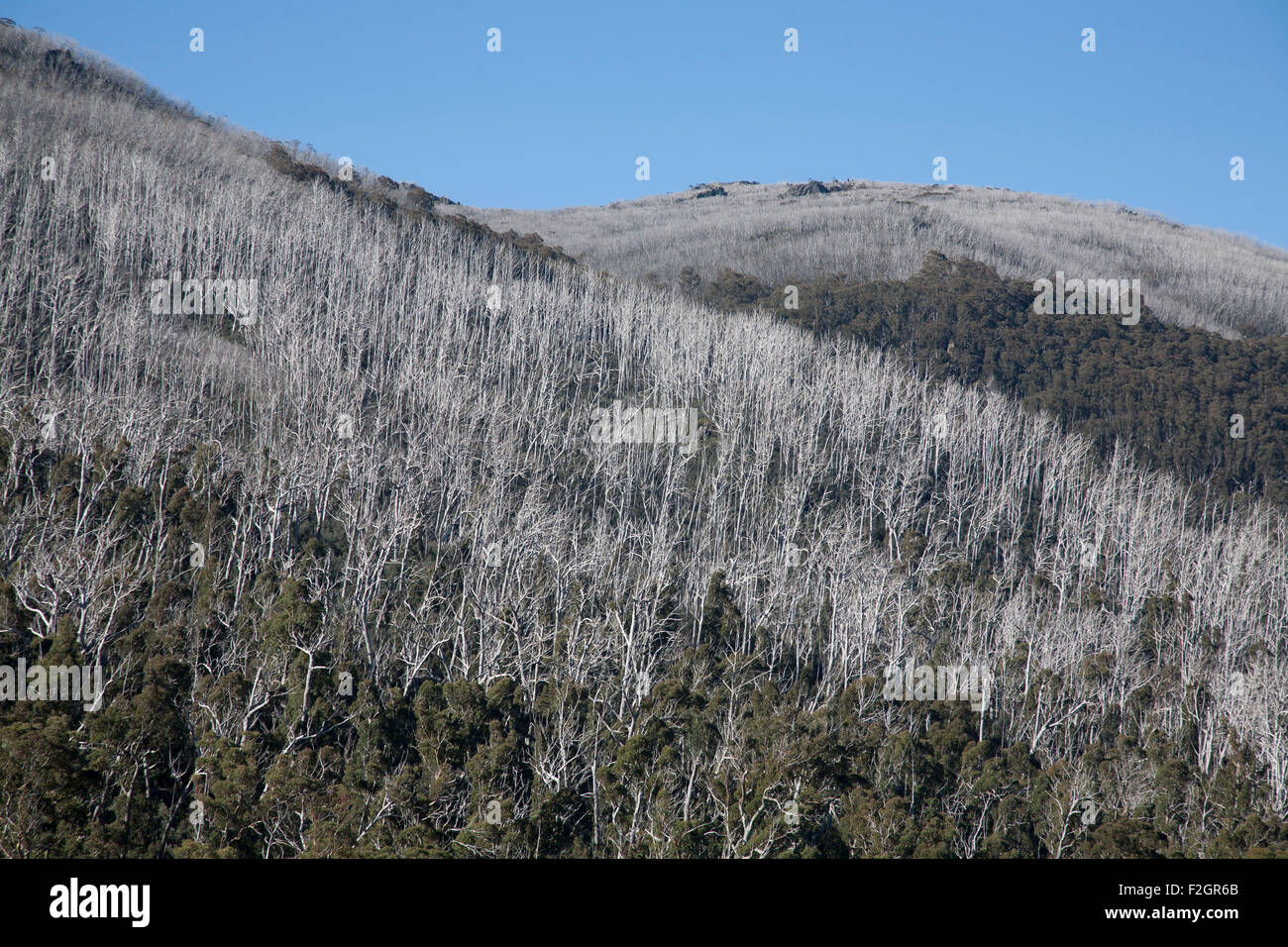 La repousse des forêts alpines Eucalyptus après les feux de brousse près de Thredbo Alpine Way sur le Kosciusko National Park Australie Banque D'Images