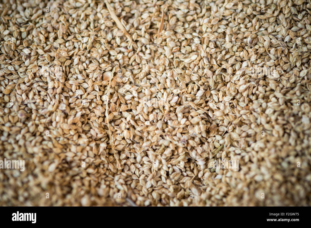 Close up of grain dans un bol au Botswana, l'Afrique Banque D'Images