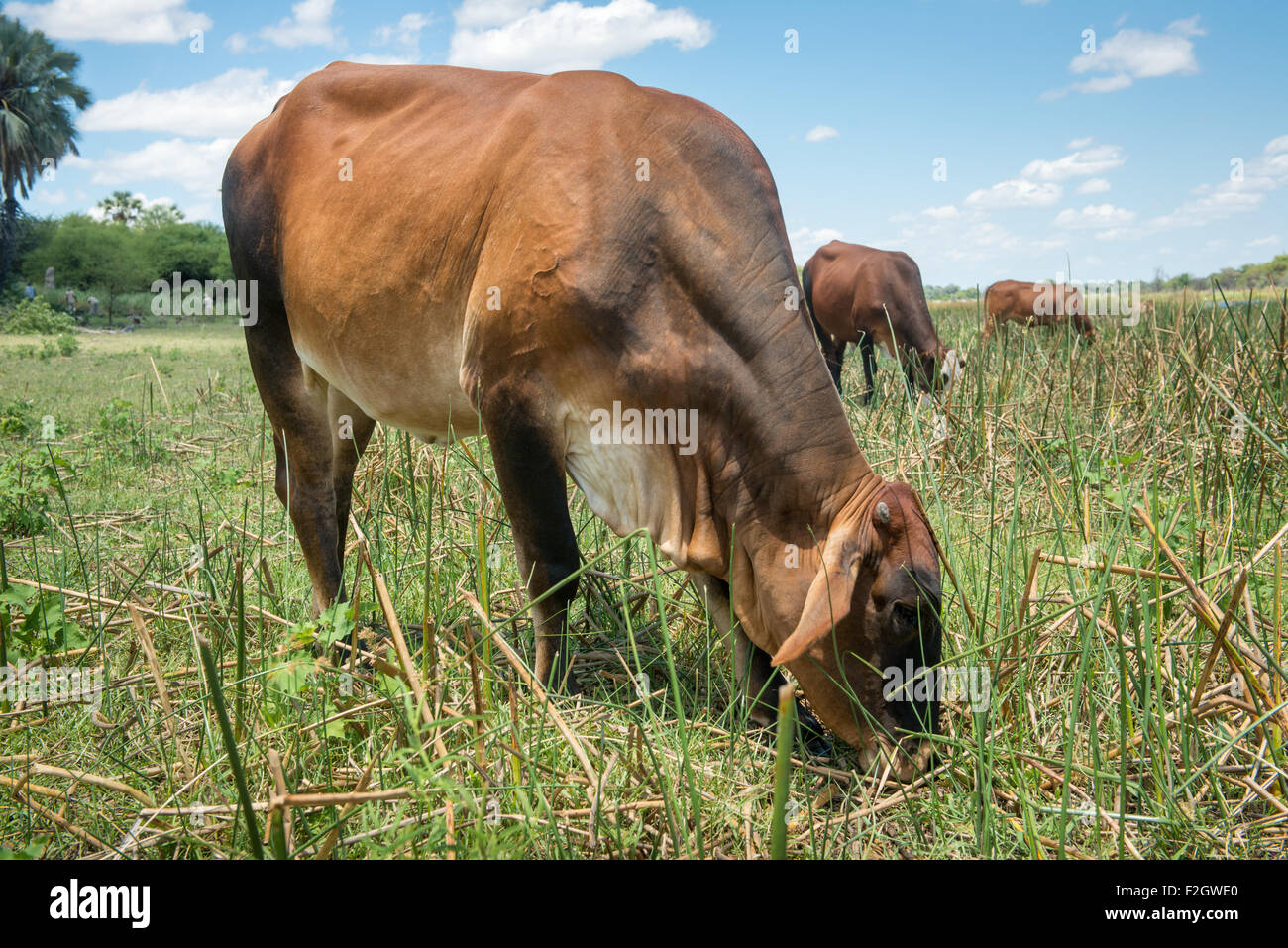 Vache de pâturage par le fleuve au Botswana, l'Afrique Banque D'Images
