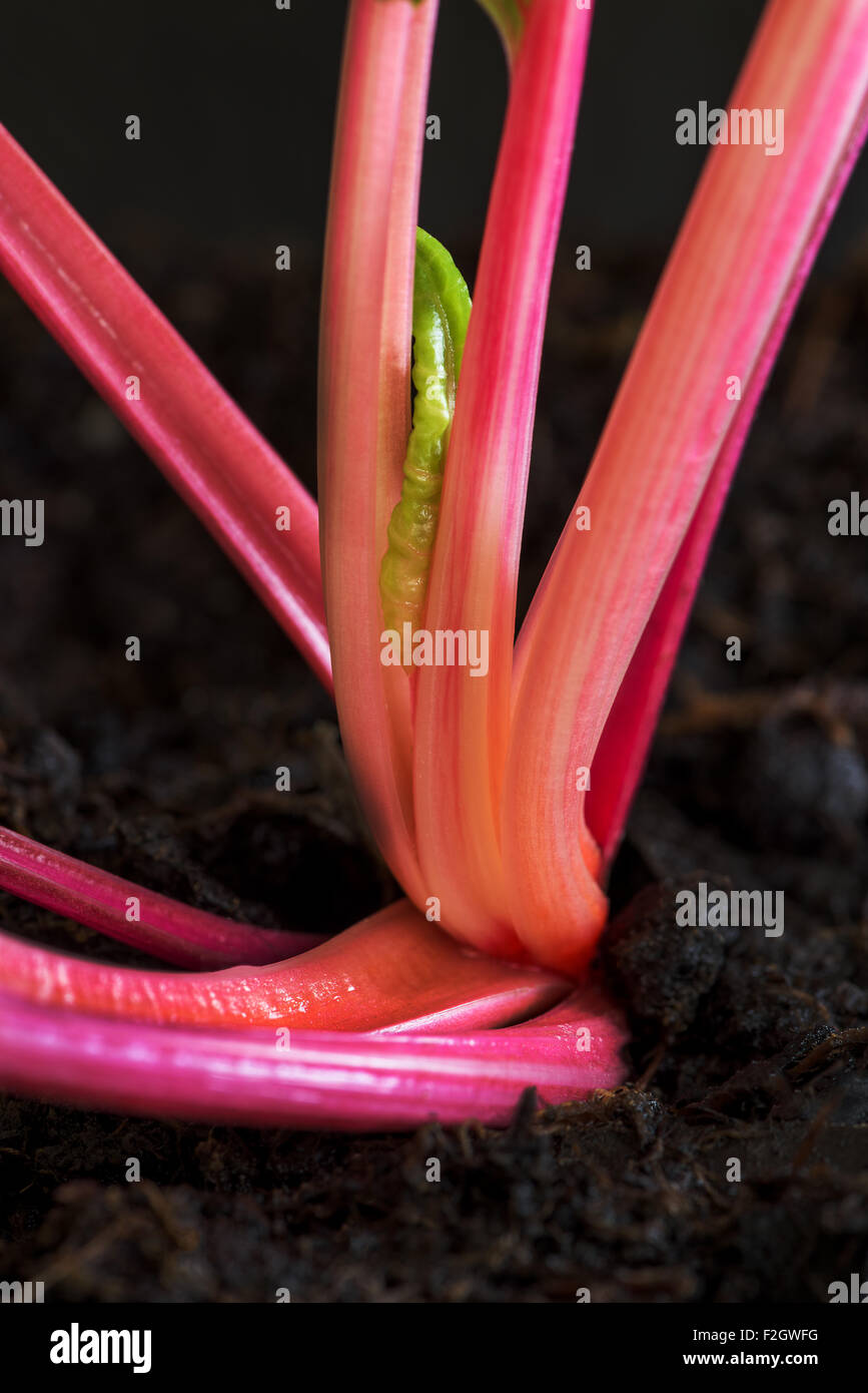 Les légumes feuilles de bette à carde rouge Veggi santé bonne forme physique fit croître silverbeet Beta vulgaris cicla prospérer la terre, l'empotage, leaf beet Banque D'Images