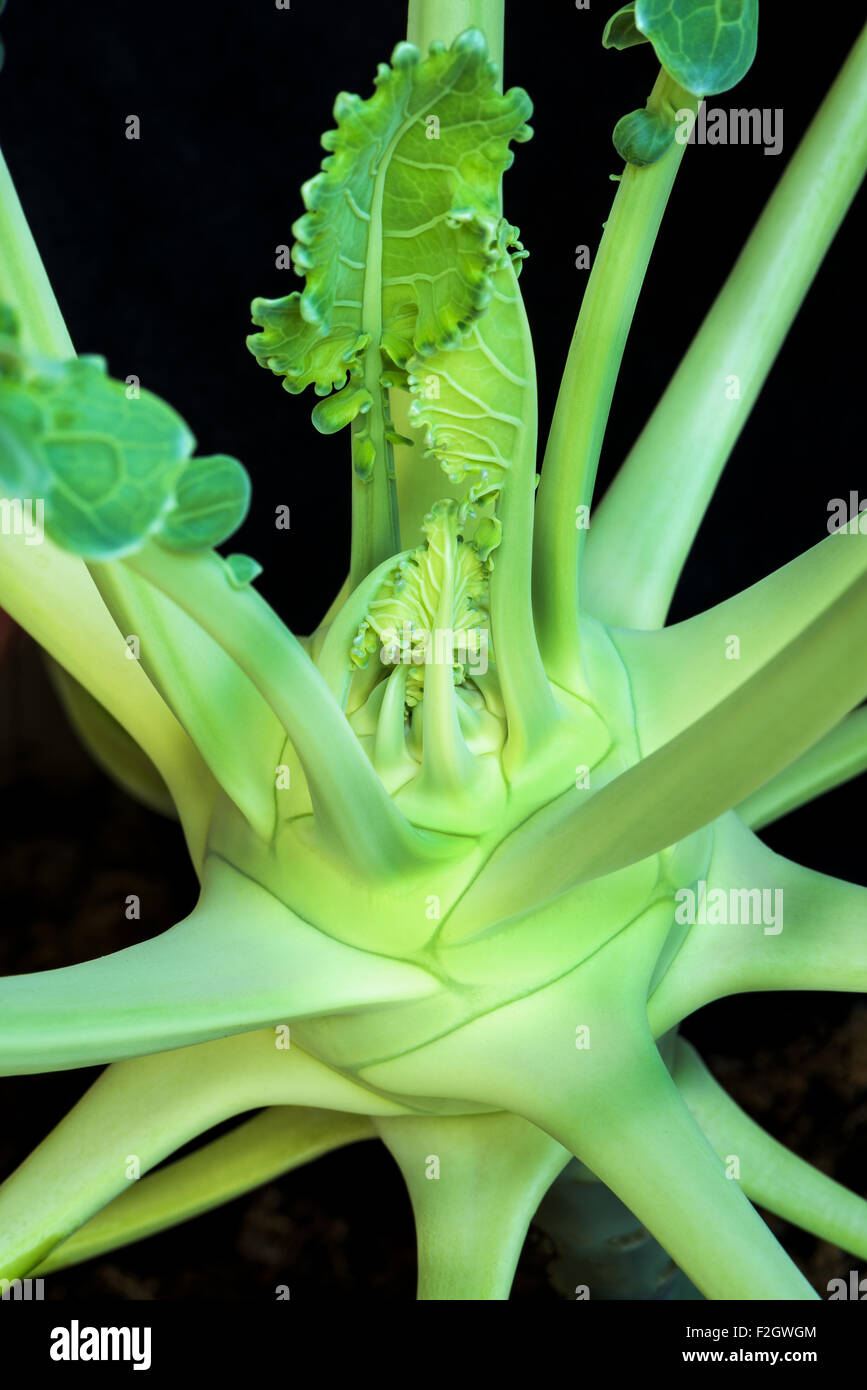 Chou-rave chou navet Brassica oleracea Veggi santé bonne forme physique fit croître prospérer terre, terreau, beaux, frais, st Banque D'Images