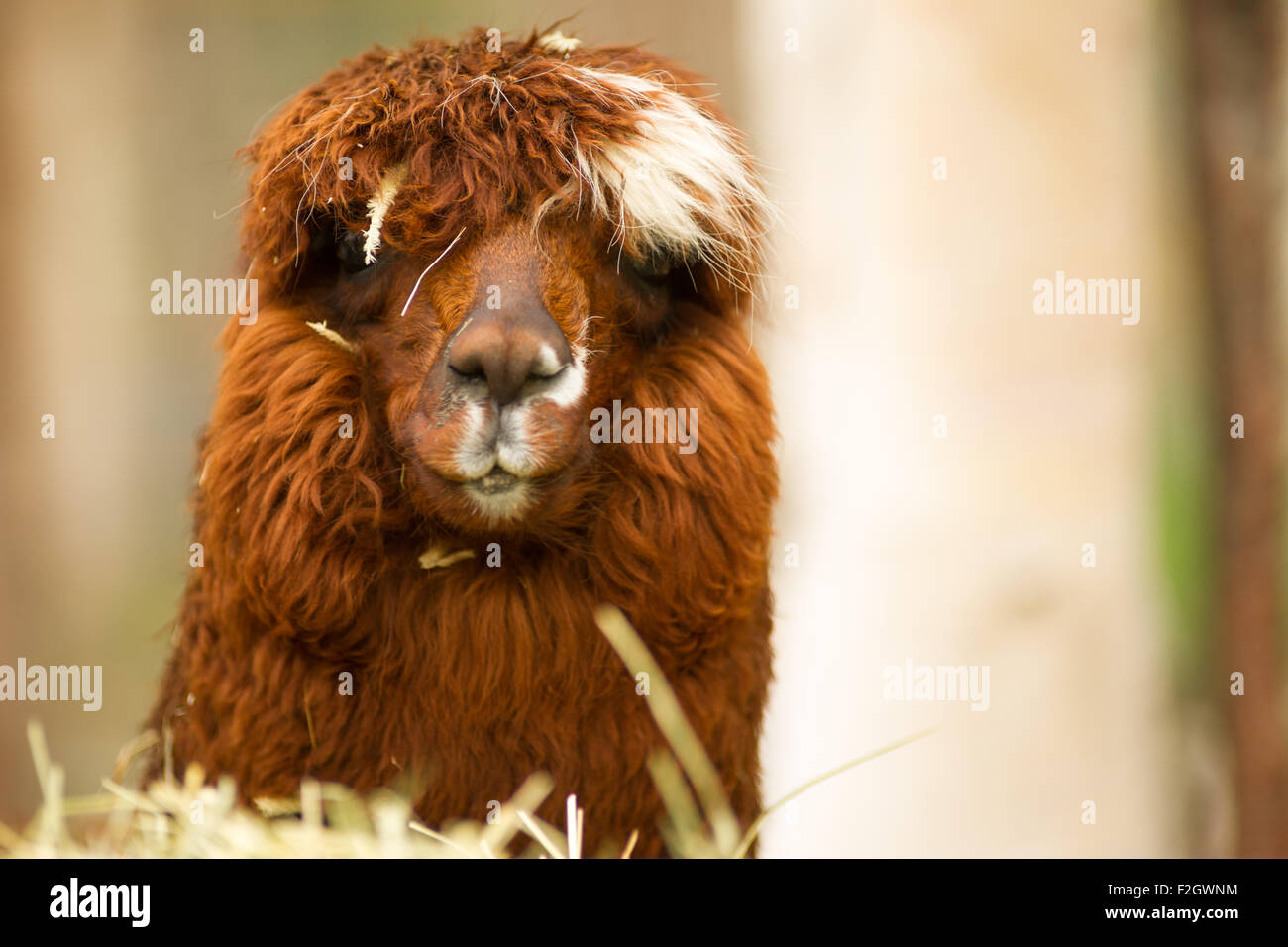 Un unique à Llama s'arrête pour regarder l'appareil en tenant l'alimentation matin Banque D'Images