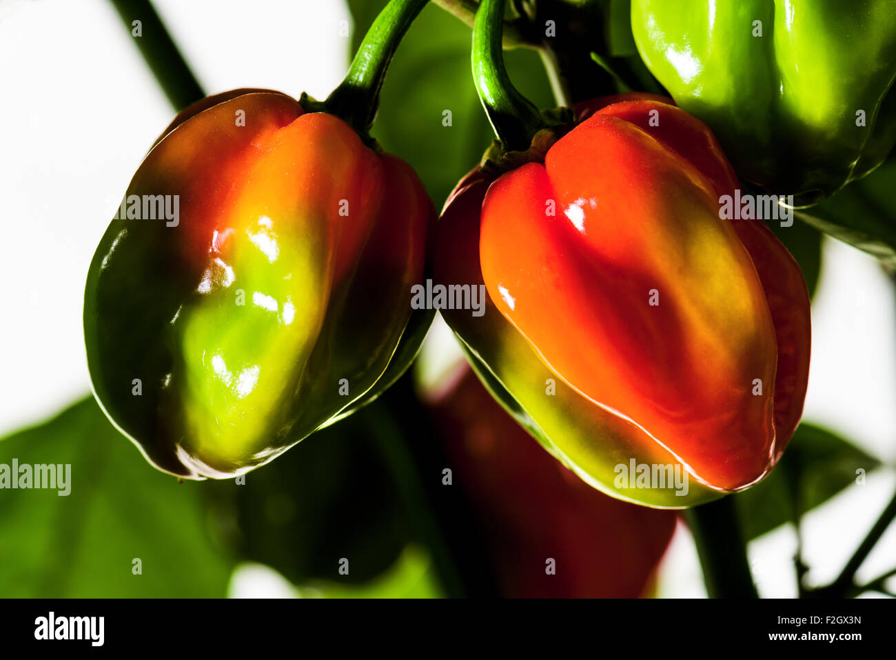 Chili Chili Habanero poivre chaud sur le buisson vert jaune rouge récolte fraîche de l'automne brillant alimentaire épices cook spicy fond blanc Banque D'Images