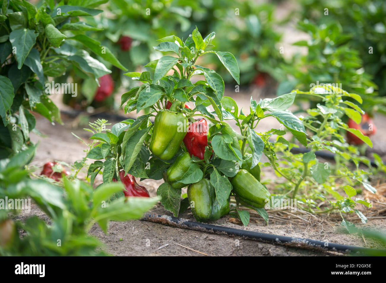 Les poivrons à Ghanzi, Botswana Banque D'Images