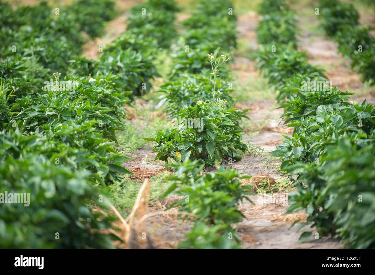 Les poivrons à Ghanzi, Botswana Banque D'Images