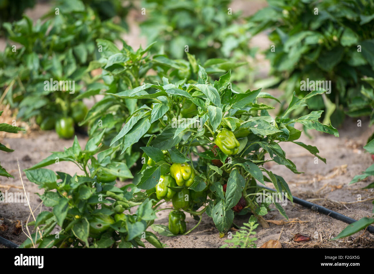 Les poivrons à Ghanzi, Botswana Banque D'Images