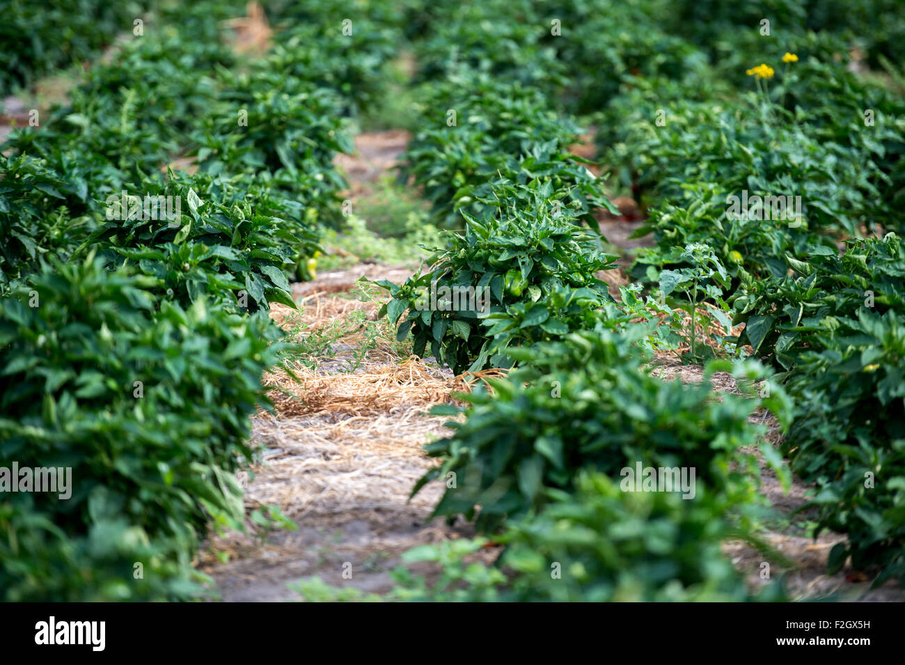 Les poivrons à Ghanzi, Botswana Banque D'Images