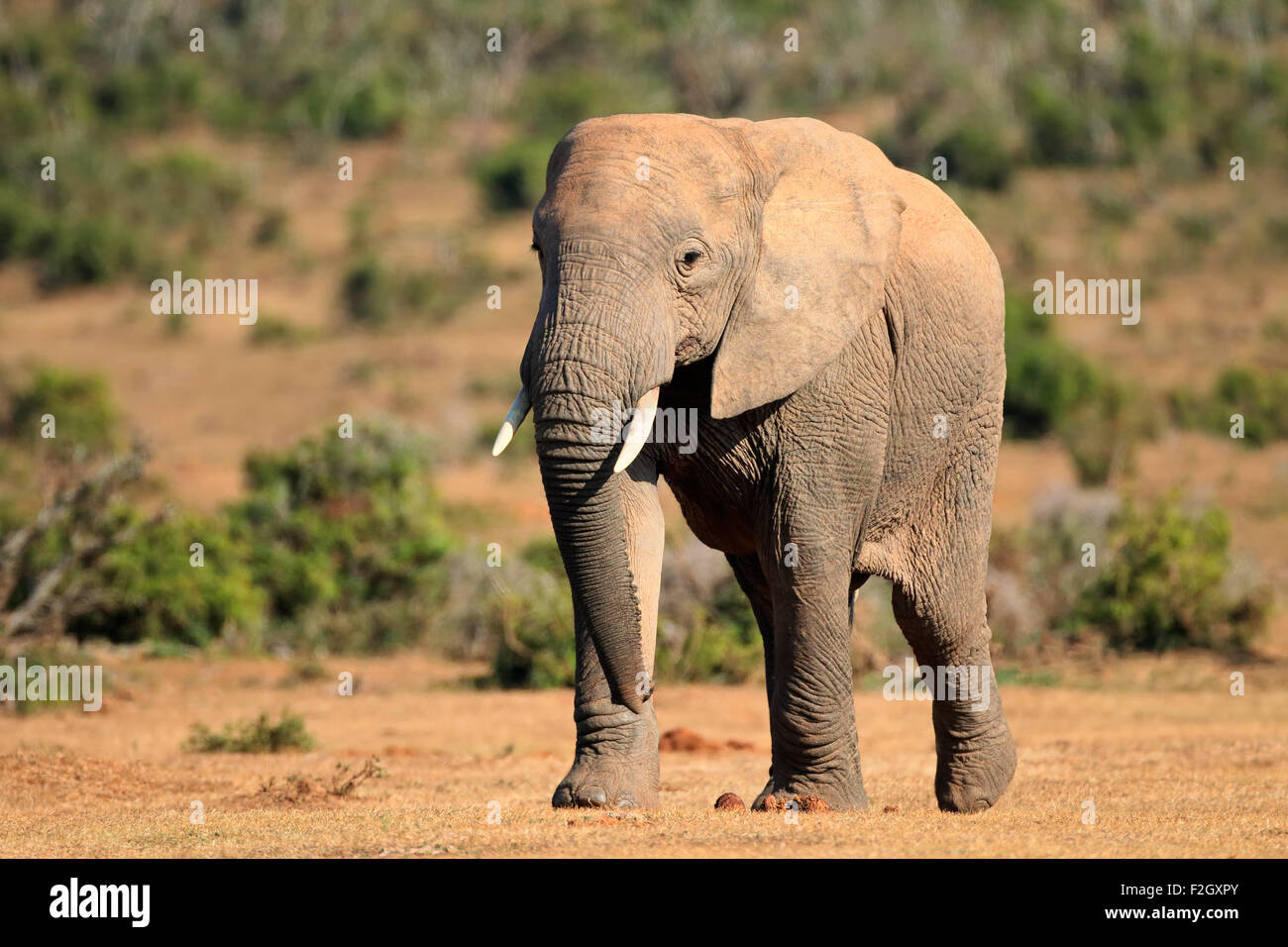 Grand éléphant africain bull (Loxodonta africana), l'Addo Elephant National Park, Afrique du Sud Banque D'Images