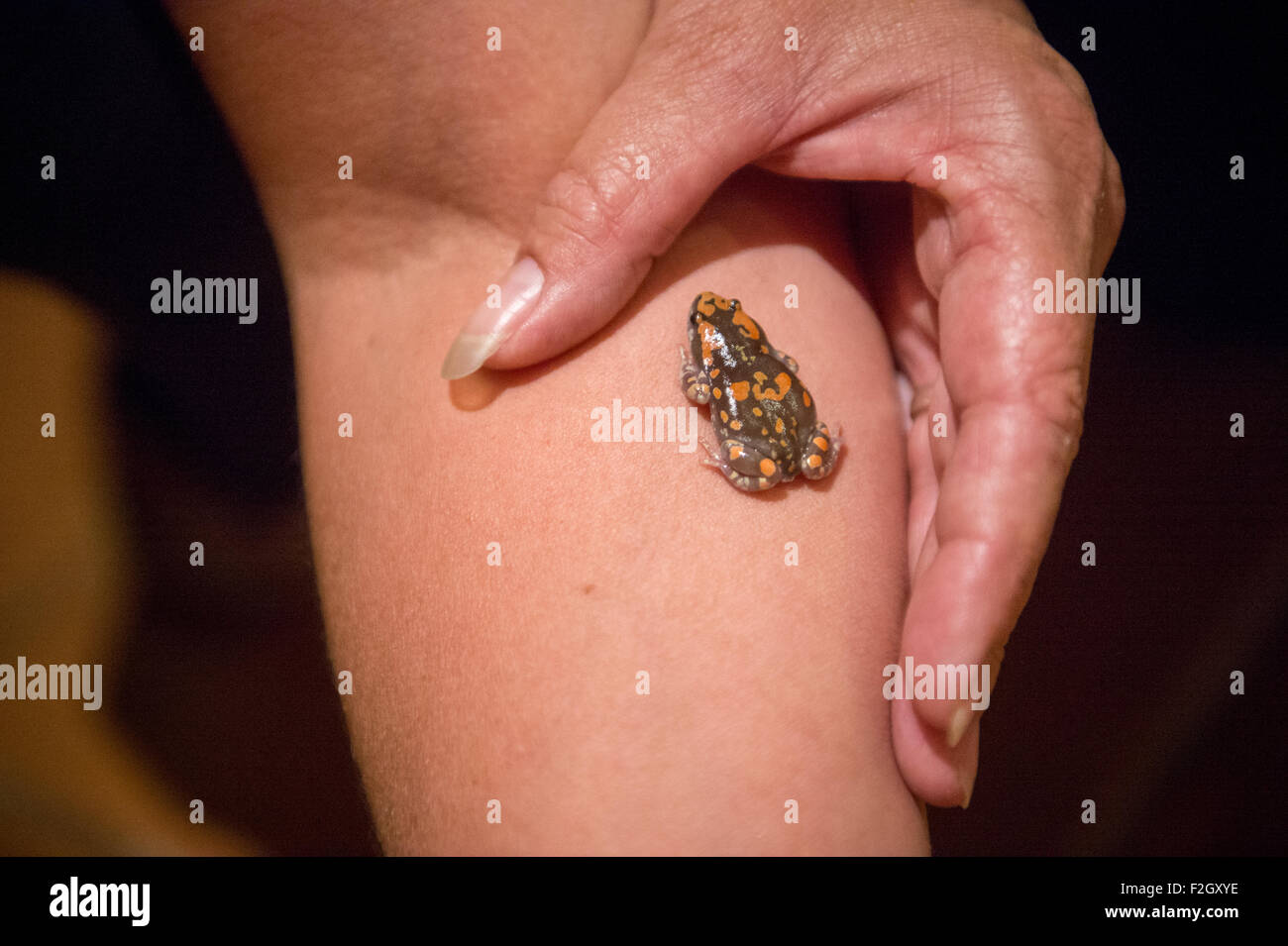 Grenouille sur un bras de femme sur la Côte des Squelettes en Namibie, Afrique Banque D'Images