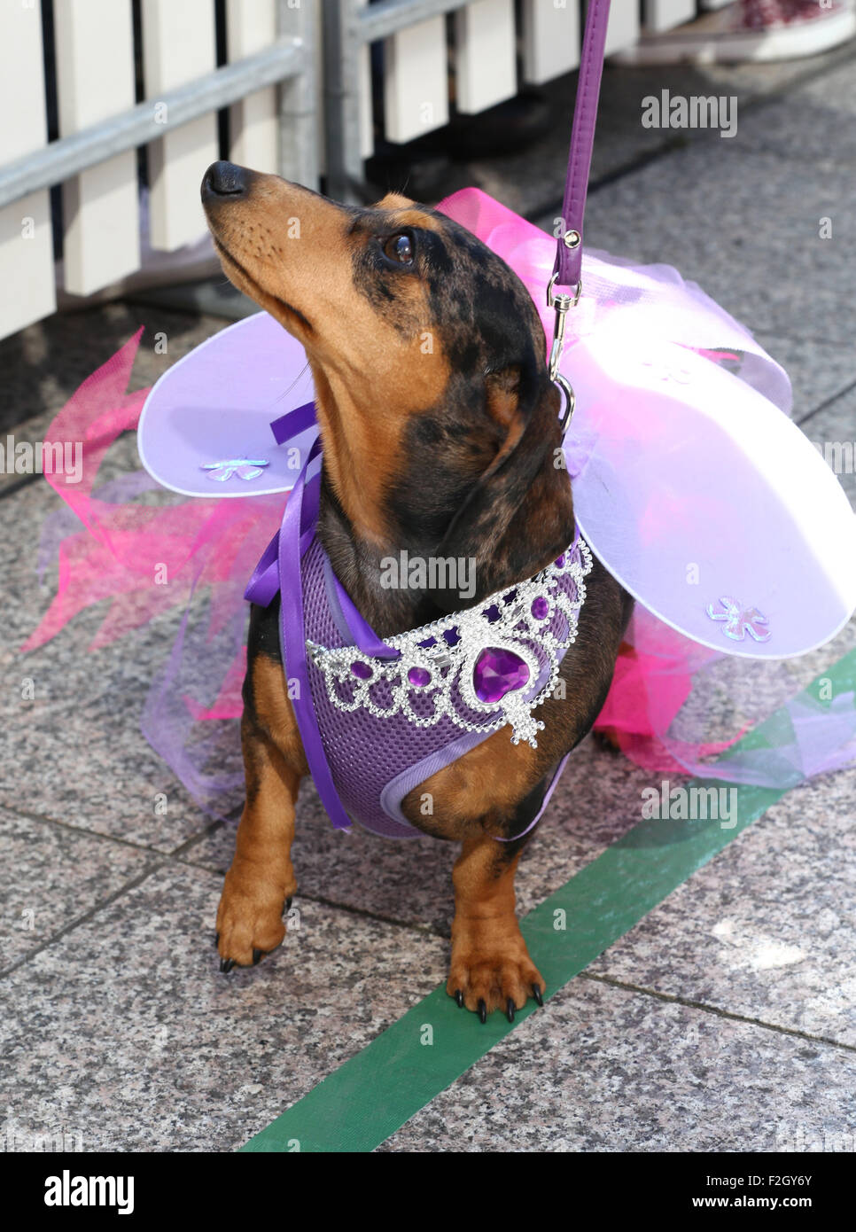 Chiens à l'Hophaus Teckelrennen (Race Teckel) à Melbourne, Australie, 19 septembre 2015. Banque D'Images