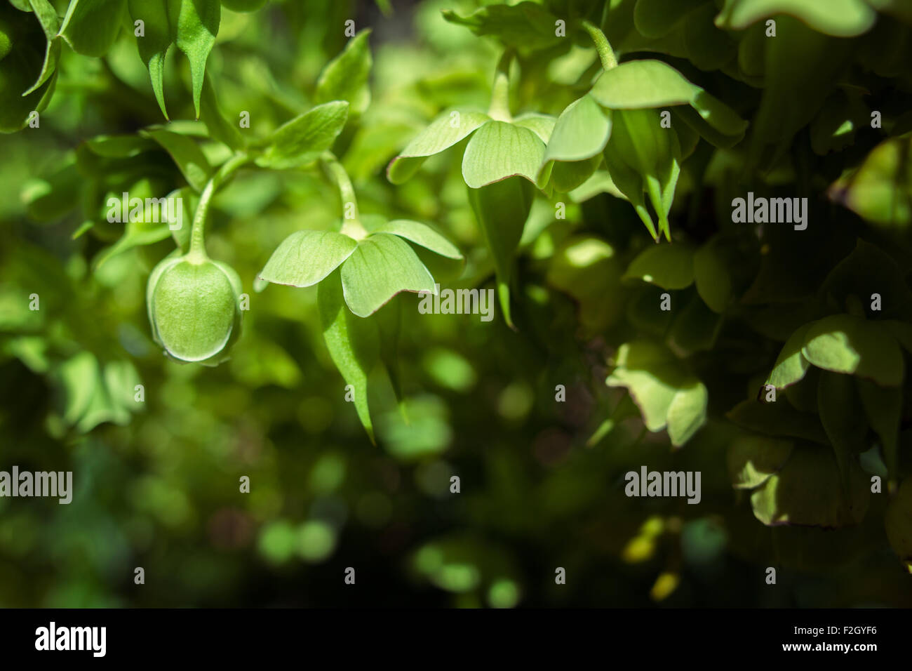 Belles fleurs vertes sur fond vert. Banque D'Images