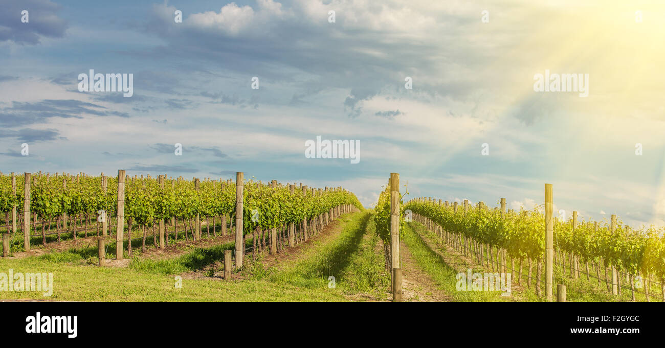 Vignoble dans la vallée de Yarra, Australie. Banque D'Images