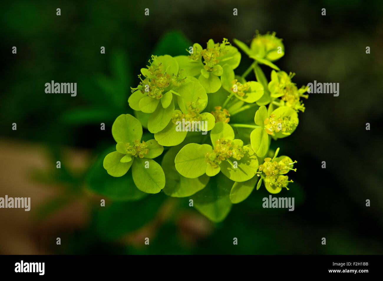 Euphorbia palustris euphorbe des marais en fleurs closeup Banque D'Images