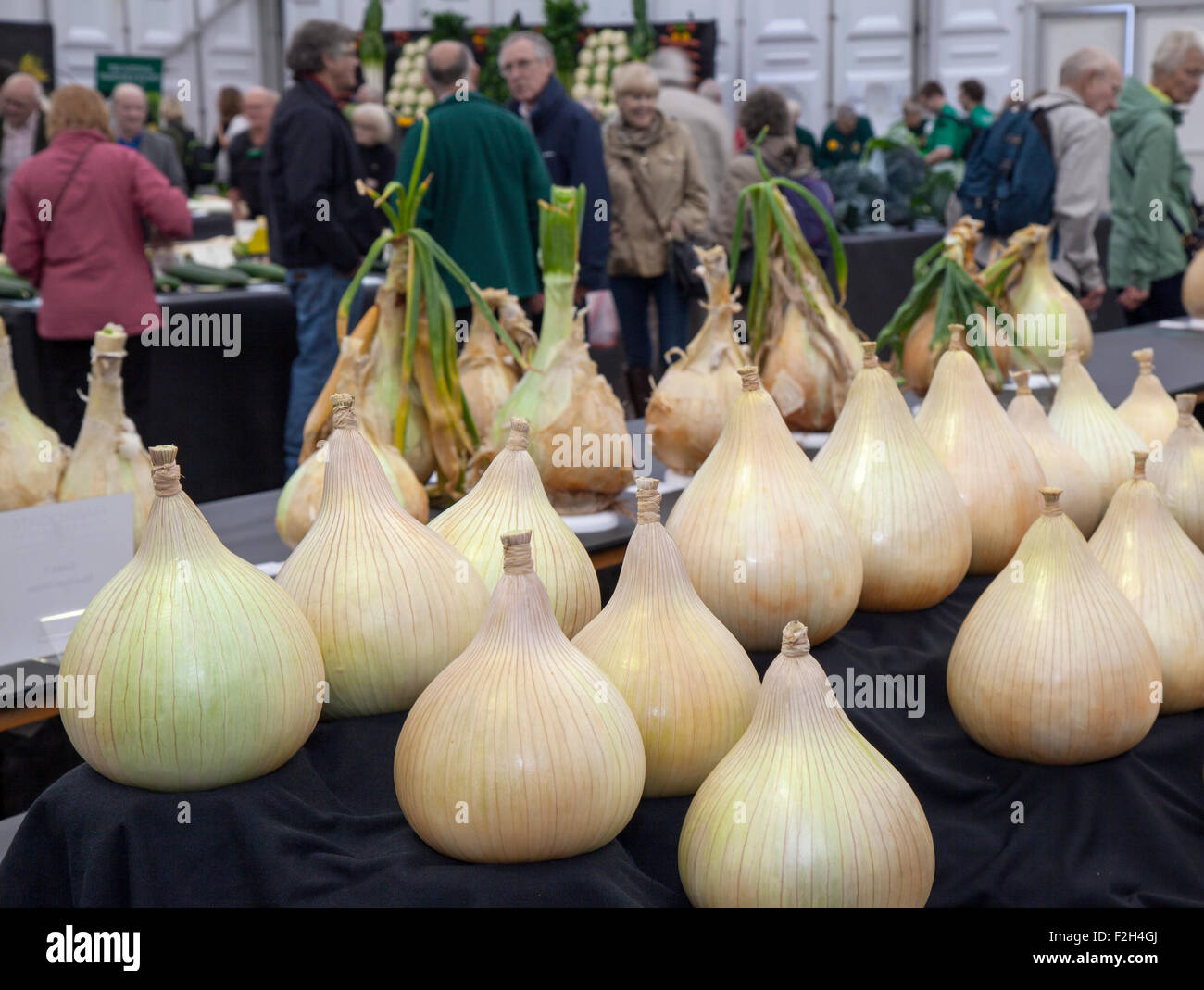 Des oignons primés sont exposés à Harrogate, dans le Yorkshire, au Royaume-Uni.18 septembre 2015.Harrogate Annual Autumn Flower Show, les attractions incluent le concours de légumes géants, et est classé comme l'un des trois principaux événements de jardinage de Grande-Bretagne. Banque D'Images
