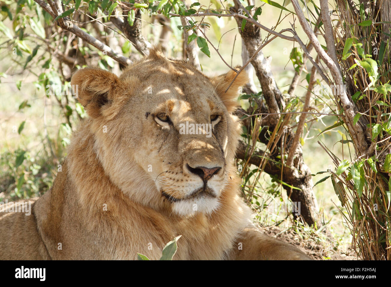 Young male lion reposant à l'ombre d'un buisson dans le Masai Mara, Kenya Banque D'Images