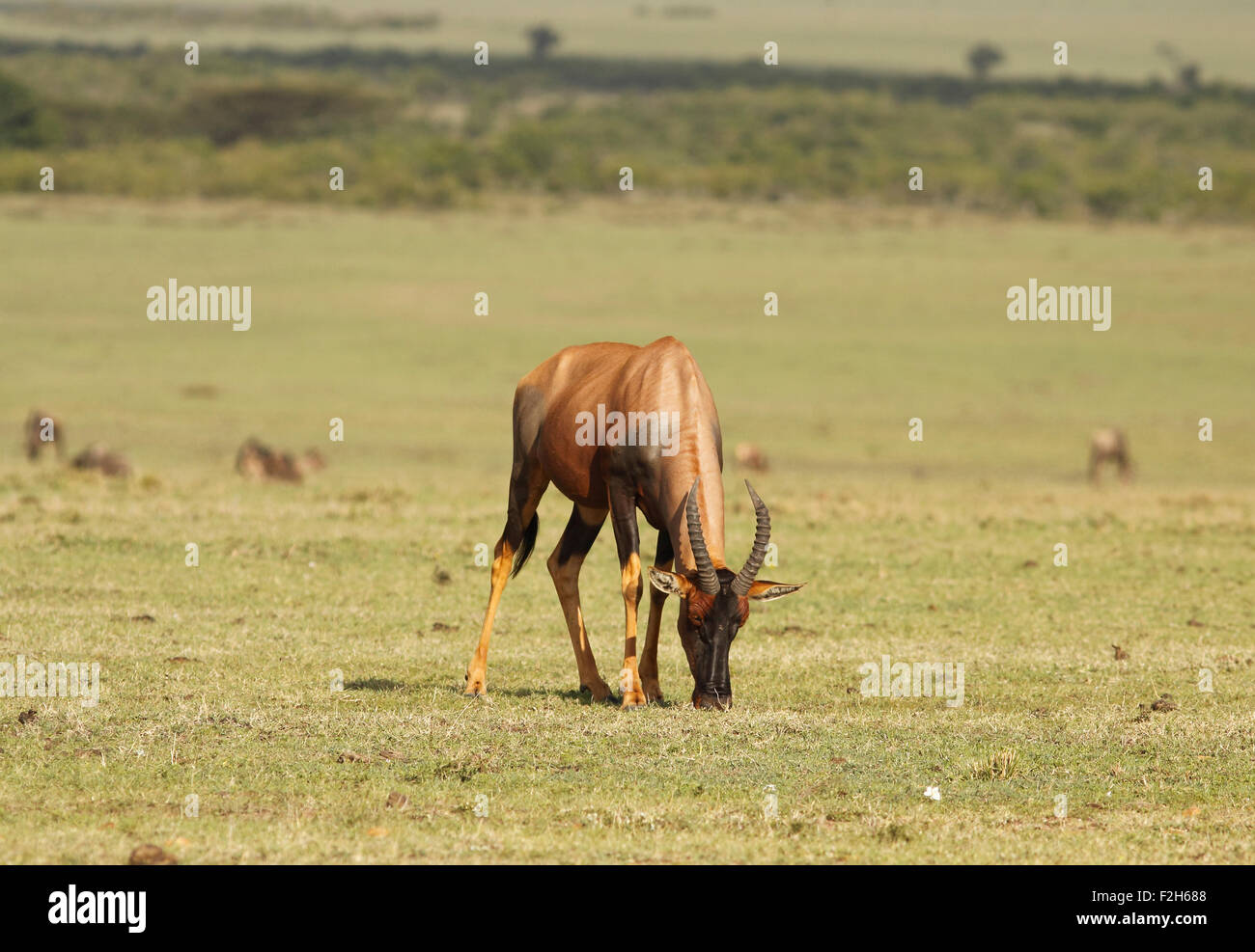 Topi (Damaliscus lunatus) pâturage dans le Masai Mara, Kenya Banque D'Images