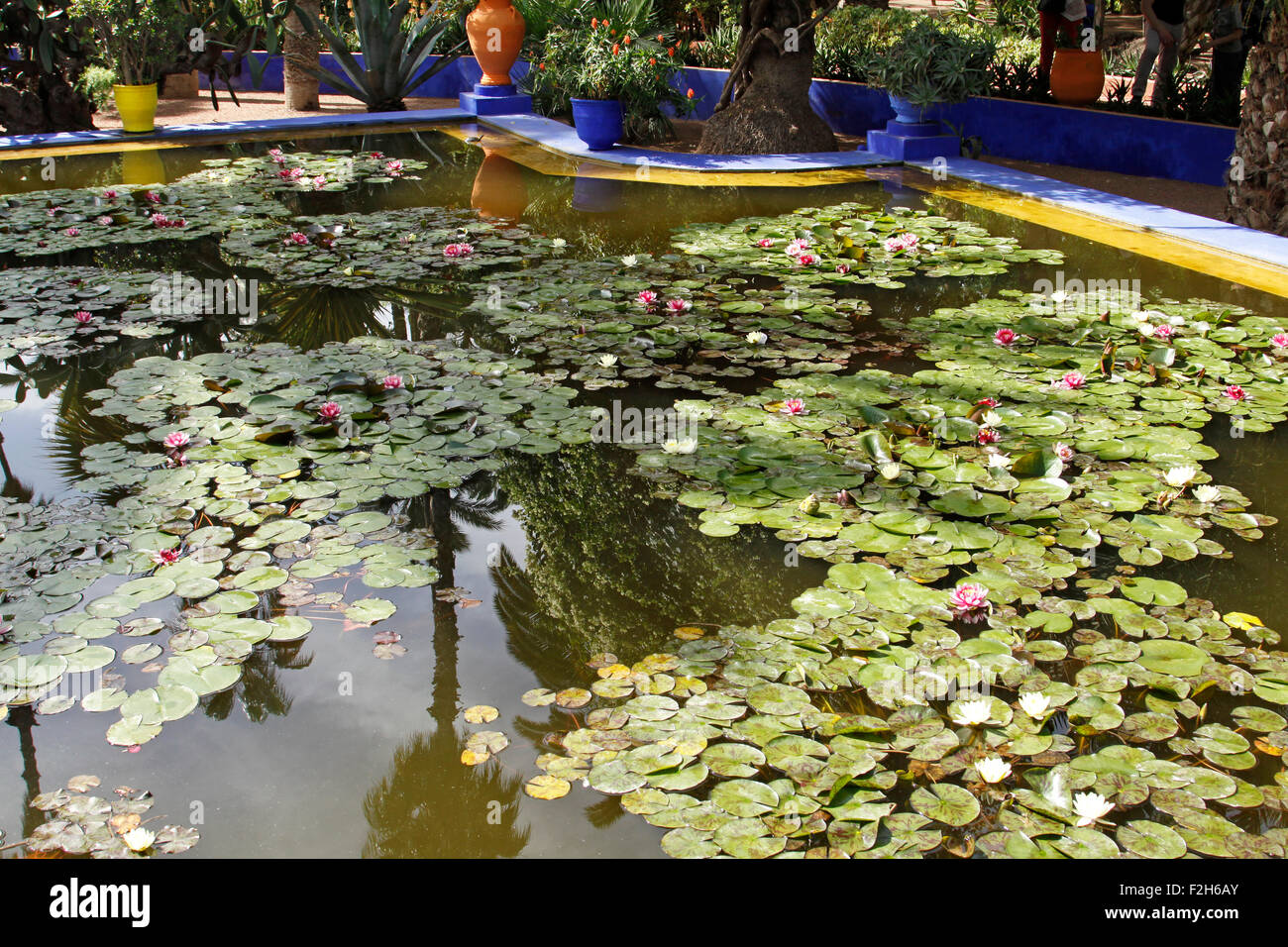 Le nénuphar piscine dans les jardins Majorelle à Marrakech, Maroc Banque D'Images