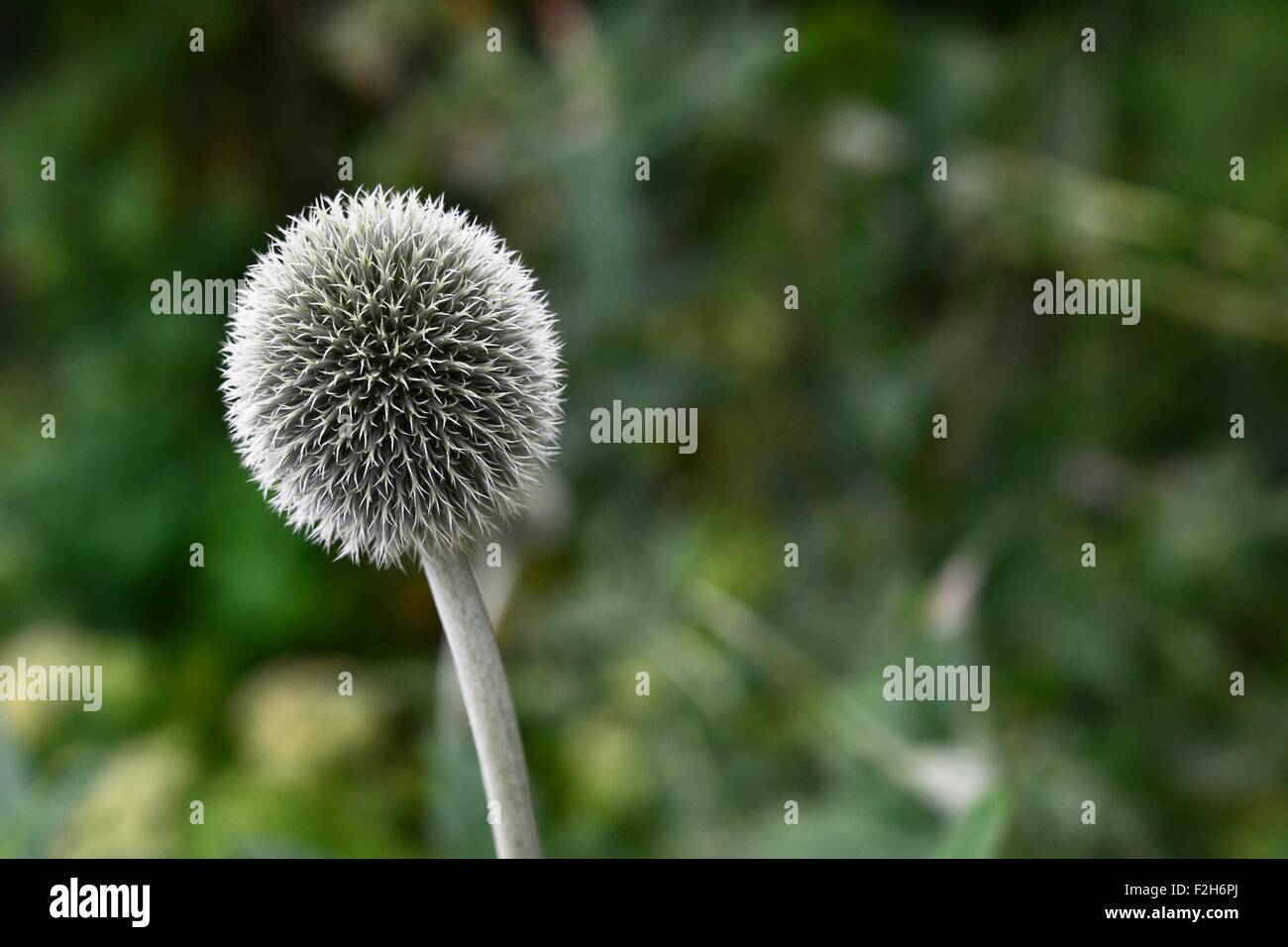 Chardon, echinops à tête ronde Banque D'Images